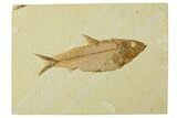 Fossil Fish (Knightia) - Wyoming #295579-1